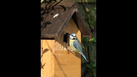 bird Blue Tit Nice