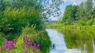 Lazy River - Nature sounds in the Tall Grass #naturesounds #nature #trending