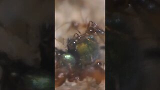 Ants Eating Fly: Wildlife is amazing #nature #ants