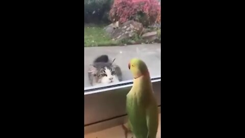 Parrot teases cat
