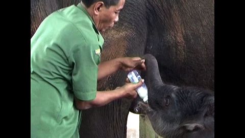 Awww Baby Elephant