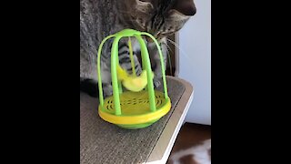 Lethal Kitty Catches Singing Toy Bird