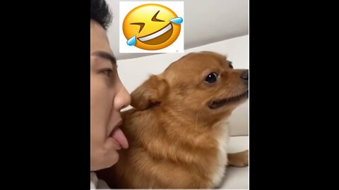 Unbelievable!!! Funny Dog Videos Try Not To Laugh 🦴🐕🐶✔️17