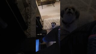 when your shih Tzu says more than you do...