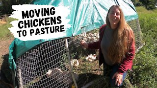 Raising Meat Chickens on Pasture | Moving Chicks Outdoors
