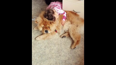 Sweet Little Girl Loves To Hug Her Gentle Giant Doggy
