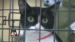 Ingham County Animal Control hosts all-cat adoption event in Lansing