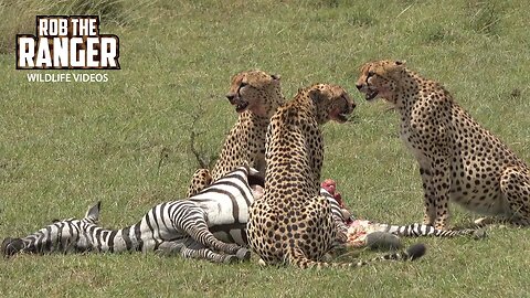 Cheetah Coalition Feast On A Zebra | Lalashe Maasai Mara Safari