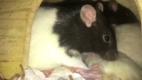 10 Weird Yet Totally Normal Behaviors (and More) from Pet Rats