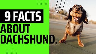 Nine interesting Facts about Dachshunds.