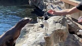 Sneaky bird cheats sea lion out of snack