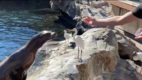 Sneaky bird cheats sea lion out of snack