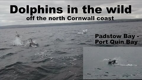 Dolphins In the wild north Cornwall coast from Padstow 🇬🇧