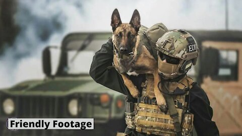 Here's Military Dogs that are Specially Trained for Combat