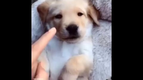 Funny and Cute Golden Retriever Puppy Moments Compilation