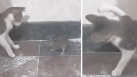 Cat vs Rat ( fighting ) 😂🤣 who is winner ??