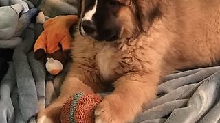 St Bernard & his Blankey