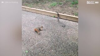 Cet écureuil courageux affronte un serpent