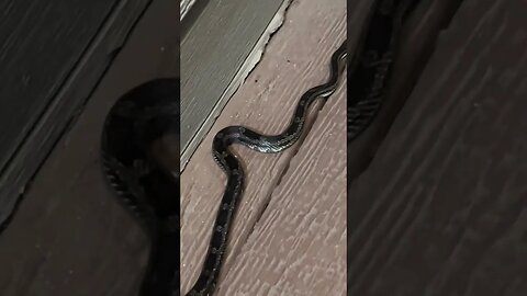 There is a snake on my porch! My puppy gets to meet a snake!