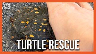 Driver Rescues Turtle by Giving Him a Lift Across the Road