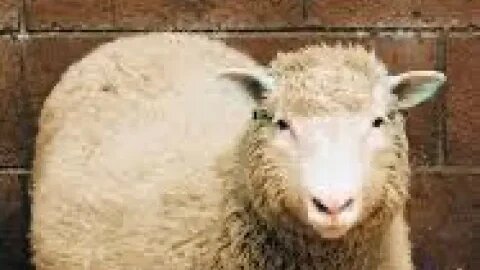Dolly the Cloned Sheep 7/5/1996