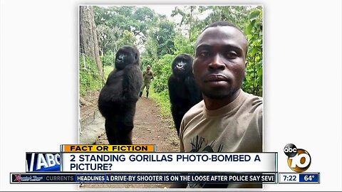 Standing gorillas photobomb a selfie?