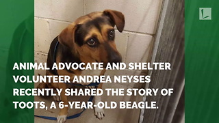 Cruel Family Dumps 6-Year-Old Beagle at Shelter, Leaves with New Dog Before Vacation