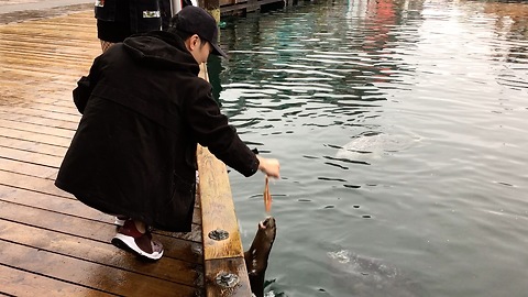 Otter Begs For Fish Snack From Friendly Tourist