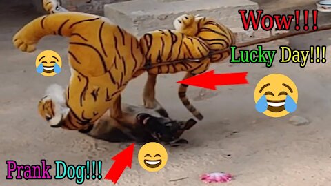 Fake Tiger Prank Dog So Funny Prank Dog Run 2021 Pranks