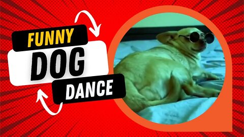 😹Funny Dogs Dancing Video Clips