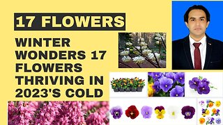 Winter Wonders 17 Flowers Thriving in 2023's Cold