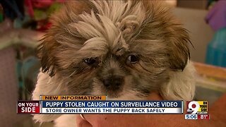 Puppy theft caught on surveillance video