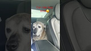 dog car ride..nap time #shortsvideo #dog #socialmedia #specialneedsdog