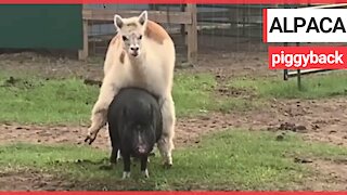 Just an alpaca getting a piggyback from a pig