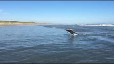 Wallaby apanha ondas numa praia da Austrália