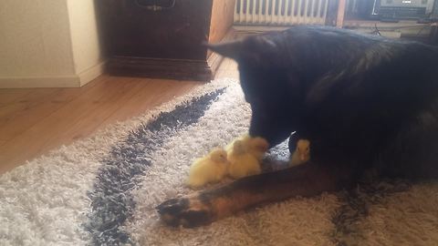 Compilation of German Shepherd and his baby bird friends