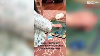 Menina se diverte em jogo de tabuleiro com porquinho-da-índia
