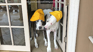 Weather dogs sport their yellow rain hats