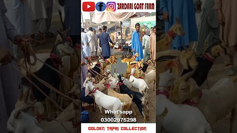Golden, White & Black Tapri Goat Collection | Daur Bakra Mandi Update | #goat #animal #goatfarming