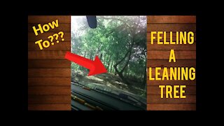 How to fell a tree - Forward lean #forestry