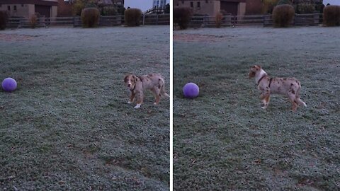 Puppy discovers ball, adorably unsure what to do with it