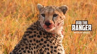 Cheetah Family Feeding | Maasai Mara Safari | Zebra Plains