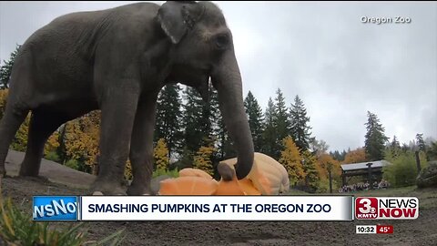 Elephant Pumpkin Smashing