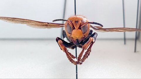 'Murder Hornets' Spotted In The U.S. For The First Time