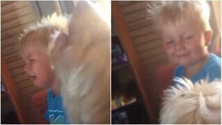 Adorable dog imitates owner's cry and tries to cheer him up