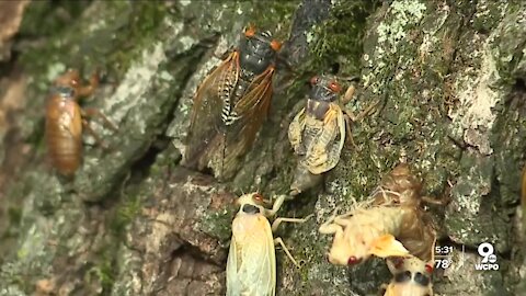 Turns out cicadas quiet down when it's raining