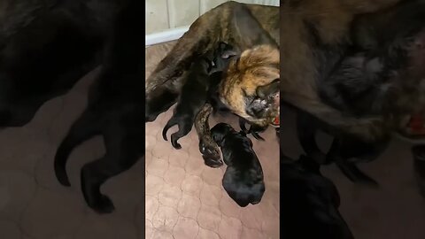 Adorable little Dutch shepherd puppy nuggets. Electra is such a good mama. #dutchshepherd