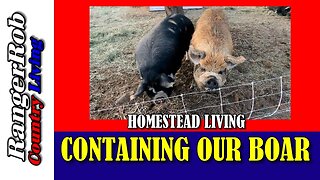 Here's How We Built A Metal Pig Fence To Keep Our Boar In!