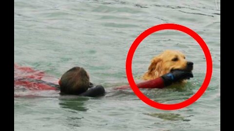 Dog saving man from drowning.