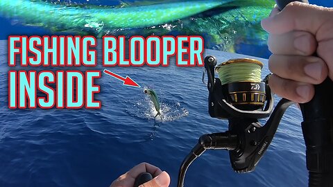 Mahi Fishing! with a Smelly Blooper... Florida Keys | Caviar Catch and Cook